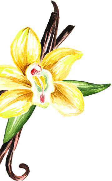 ציורים עדינים בצבעי מים של פרחי ותרמילי וניל