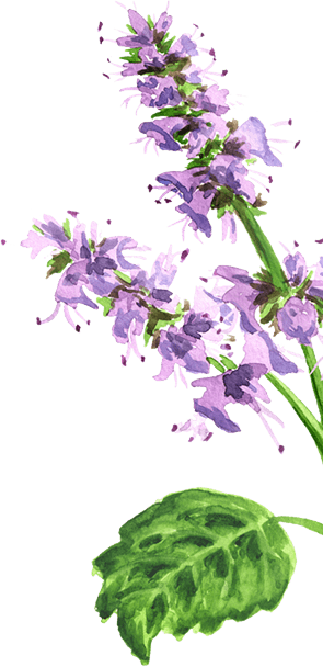 ציורים עדינים בצבעי מים של פרחי פטשולי